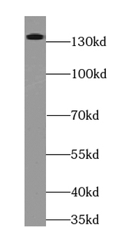 RIMS2 Antibody