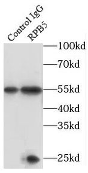 POLR2E Antibody