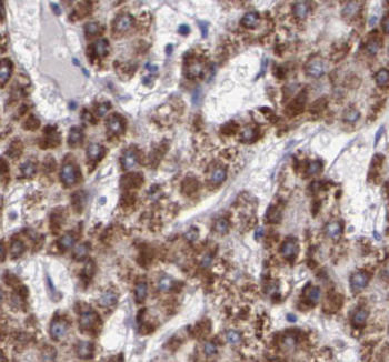 RPL3 Antibody