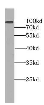 EXOC2 Antibody
