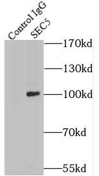 EXOC2 Antibody