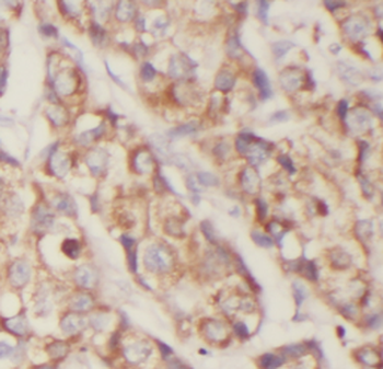 EXOC2 Antibody