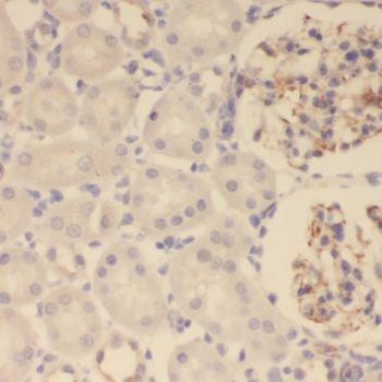 SEC61A1 Antibody