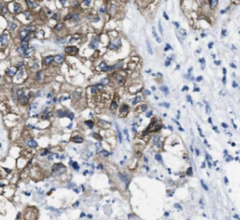 SCG3 Antibody