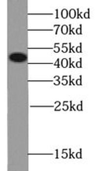 SEMG1 Antibody
