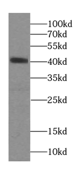 SEPTIN1 Antibody