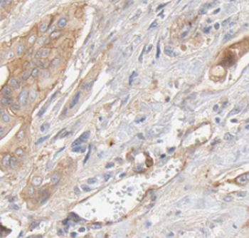 SEPTIN10 Antibody