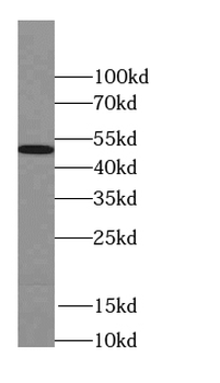 SEPTIN11 Antibody