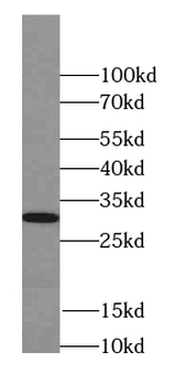 SEPTIN4 Antibody