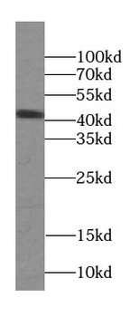 SEPTIN5 Antibody