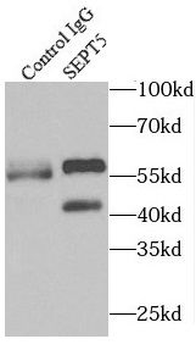 SEPTIN5 Antibody