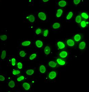 SEPTIN7 Antibody