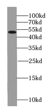 SEPTIN8 Antibody