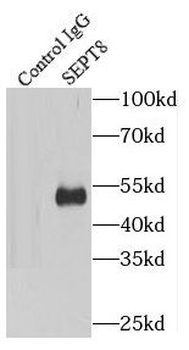 SEPTIN8 Antibody