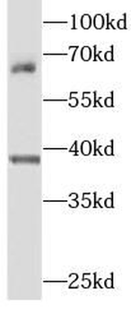 SEPTIN9 Antibody