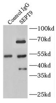 SEPTIN9 Antibody