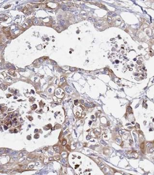 SEPTIN9 Antibody