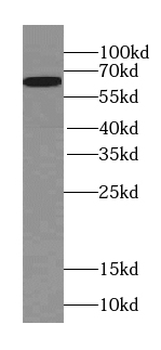 SERINC2 Antibody