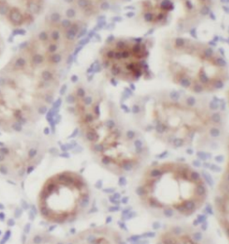 APCS Mouse Monoclonal Antibody