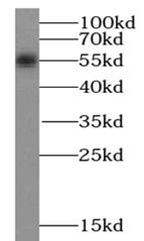 SESN2 Antibody