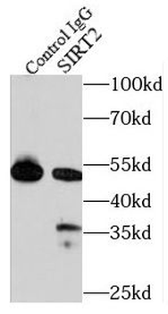 SIRT2 Antibody