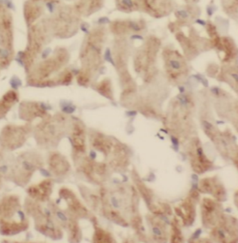 SIRT2 Antibody