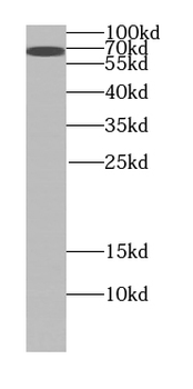 SLAMF1 Rabbit Polyclonal Antibody