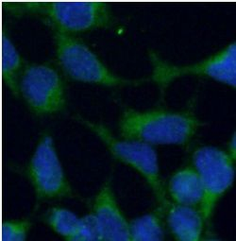 SLIT2 Antibody