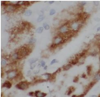 SLIT2 Antibody