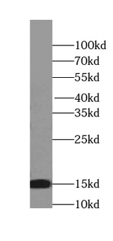 SNRPD2 Mouse Monoclonal Antibody