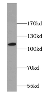SNX19 Rabbit Polyclonal Antibody