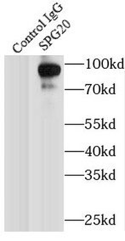 SPART Antibody