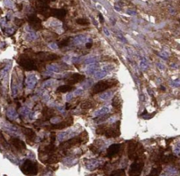 SPIN1 Antibody