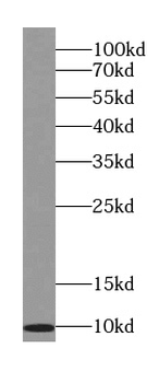 SRP9 Antibody