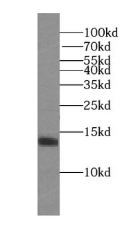 SRXN1 Rabbit Polyclonal Antibody