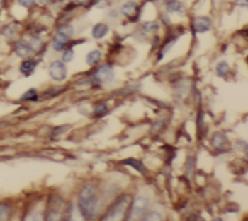 SRXN1 Antibody