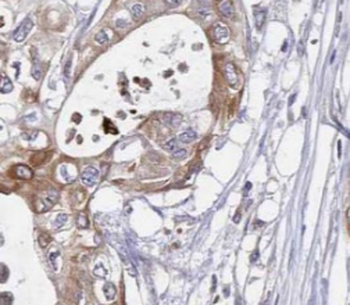 SSR4 Antibody