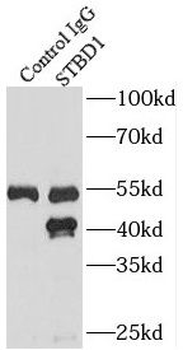STBD1 Antibody