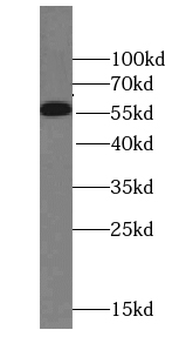 STEAP2 Antibody