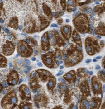 STOML2 Antibody