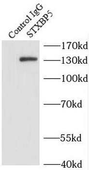 STXBP5 Antibody