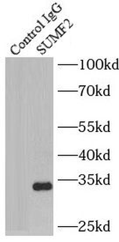 SUMF2 Antibody