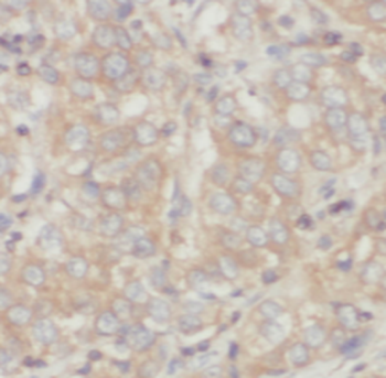 SYNPR Antibody