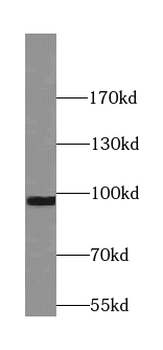 SYT11 Antibody