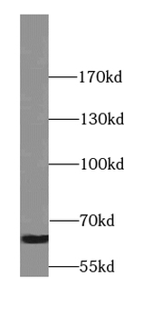 SYT3 Antibody