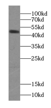 SYT4 Rabbit Polyclonal Antibody