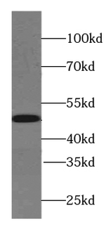 SYT4 Rabbit Polyclonal Antibody