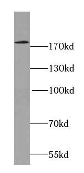SYNM Antibody