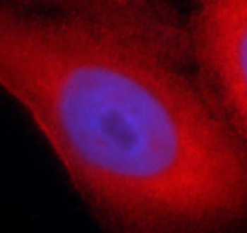 SYNM Antibody