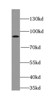 SYBU Antibody